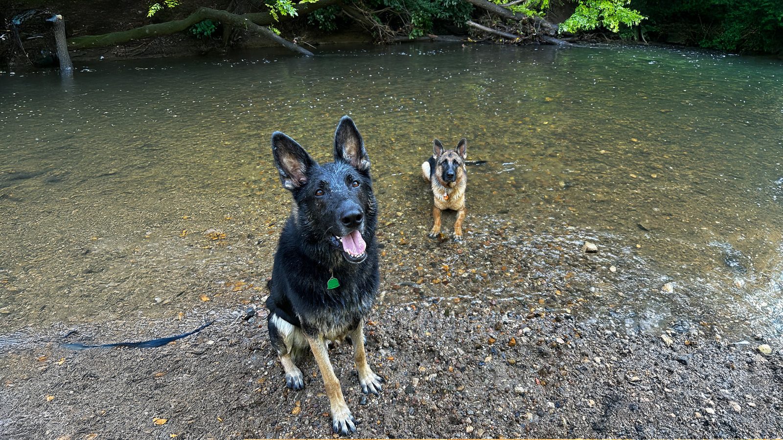 Two happy German shepherds standing at the edge of a creek in the woods