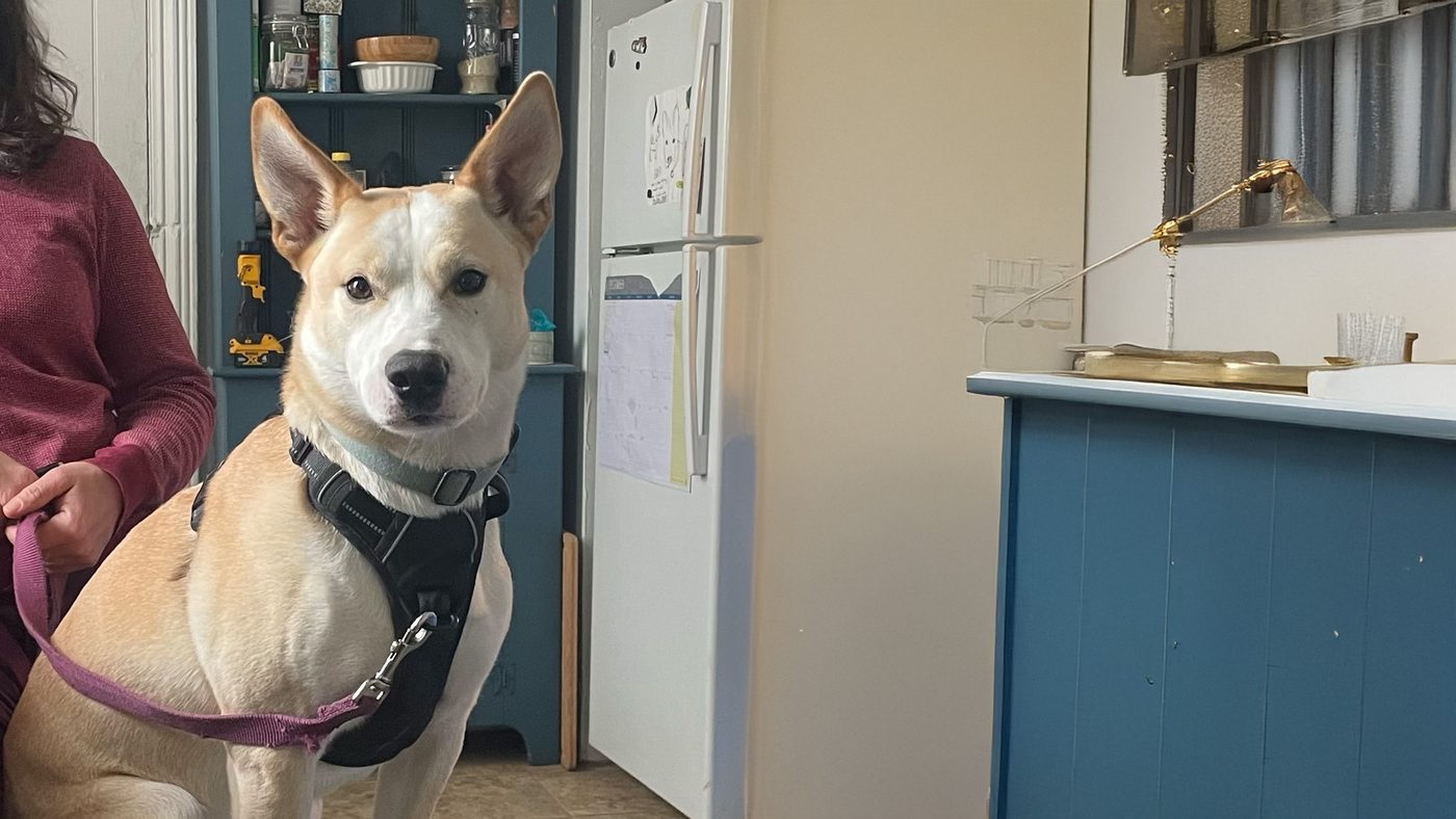 A husky-mix dog in a harness sitting attentively in a home kitchen during a training visit