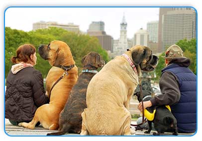 Soozy Pooch Crew and dogs in Philadelphia